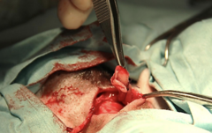 <p>What step of a closed castration is being shown?</p>