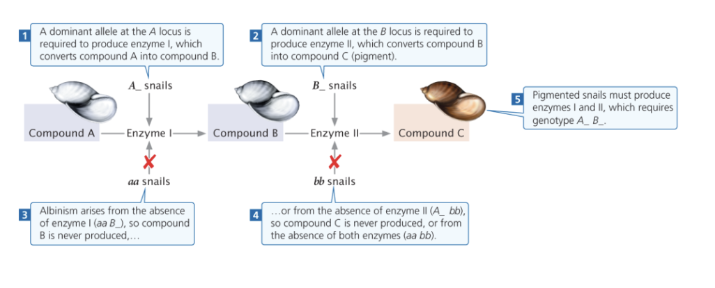 <p>two different loci are both independently required for a trait (here, pigmentation in snails)</p><p></p>