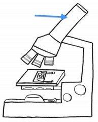 <p>Contains the ocular lens</p>