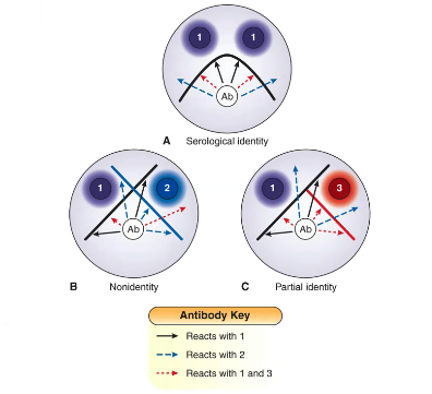 <ul><li><p>double-diffusion technique</p></li><li><p>wells are cut in a gel, both antigen and antibody diffuse out radially</p></li><li><p>line of precipitate forms where antigen and antibody meet</p></li><li><p>3 possible patterns: identity, partial identity, nonidentity </p></li></ul><p></p>