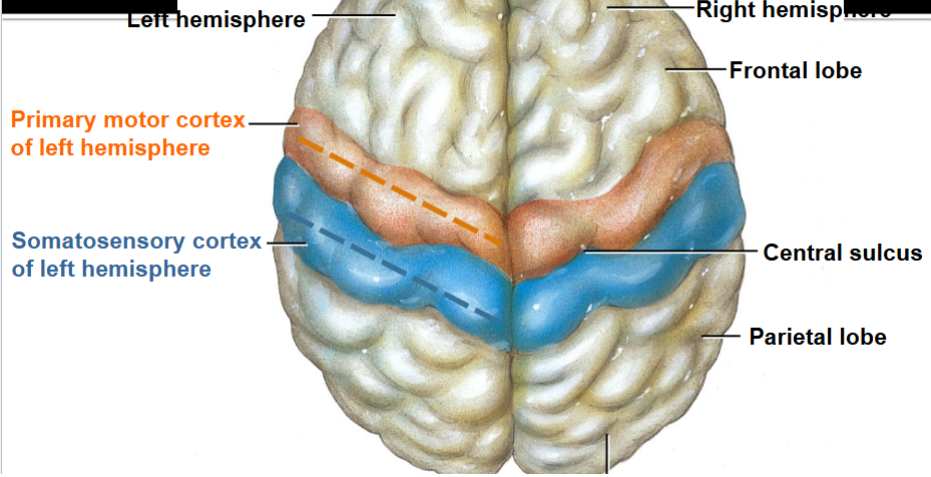 What is the central sulcus?