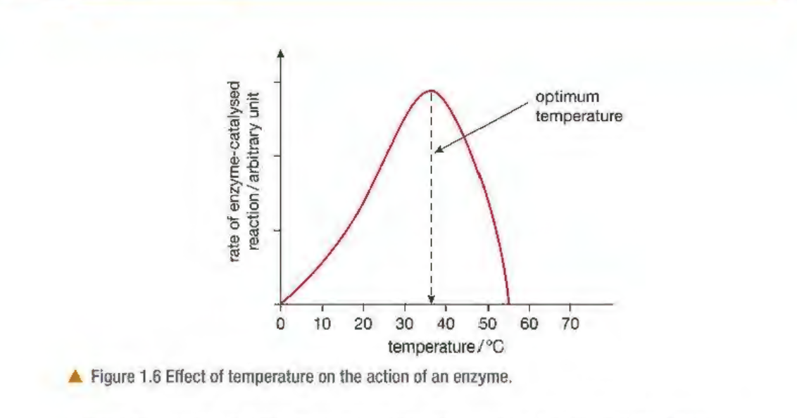 <p><span style="background-color: transparent;">OBJQ</span></p><p><span style="background-color: transparent;">Observe this graph.What will happen to enzyme catalysis when the temperature increases?&nbsp;</span></p>