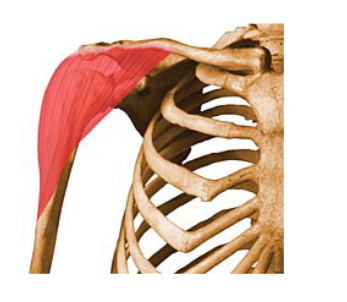 <p>What muscle is this? Name, Origin, Insertion, Location, Action and Exercise</p>