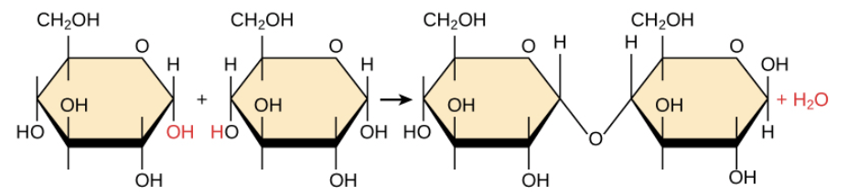 <p>When monomers join to make a larger molecule and water is released.</p><p></p>