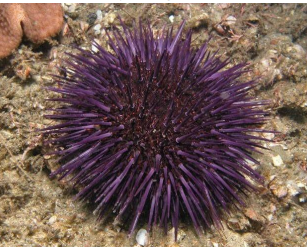 <p>ECHINODERMATA Short-spined urchin</p>