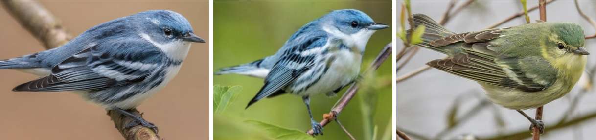 <ul><li><p><span style="background-color: transparent;"><strong>Habitat:</strong> breed in large tracts of older decid forests with tall trees, gravitate toward gaps/openings in canopy, tend to use white oak, cucumber magnolia, bitternut hickory, and sugar maple for nesting and foraging, migration- tropical forests, scrub, etc., winter- evergreen forests, woodlands, and shade coffee plantations</span><span>&nbsp;</span></p></li><li><p><span style="background-color: transparent;"><strong>Diet:</strong> insectivorous- primarily insects like flies, beetles, caterpillars, and weevils, winter- also eat some plant materials</span></p></li></ul><ul><li><p><span style="background-color: transparent;"><strong>Characteristics:</strong> small, compact, perches horizontally, </span><span>males- sky blue above</span><span style="background-color: transparent;"> with dark streaking on back, thin blue neck band, blue streaking on sides of white belly; </span><span>females- bluish green above</span><span style="background-color: transparent;"> with slight yellow wash, lack streaked sides and neck band, whitish eyebrow; 2 white wing bars, small round bill, shorter tail than some other warblers, fast and always moving</span></p></li></ul><p></p>