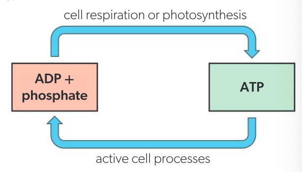 <ul><li><p>cell respiration - oxidation of carbohydrates, fats, or proteins</p></li><li><p>photosynthesis - light energy converted to chemical energy</p></li><li><p>chemosynthesis - oxidation of inorganic substances such as sulfides</p></li></ul><p></p>