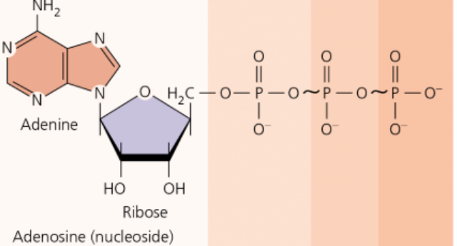 <p>Identify AMP(Adenosine Monophosphate), ADP(Adenosine Diphosphate), and ATP(Adenosine Triphosphate).</p>