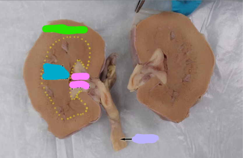 <p>what is green</p>