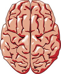 <p>of or relating to the brain </p><p>The ________ young man received a perfect score on his SAT test.</p>