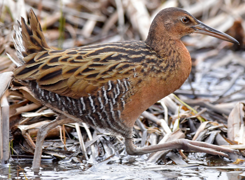 <p>What bird is this? </p>