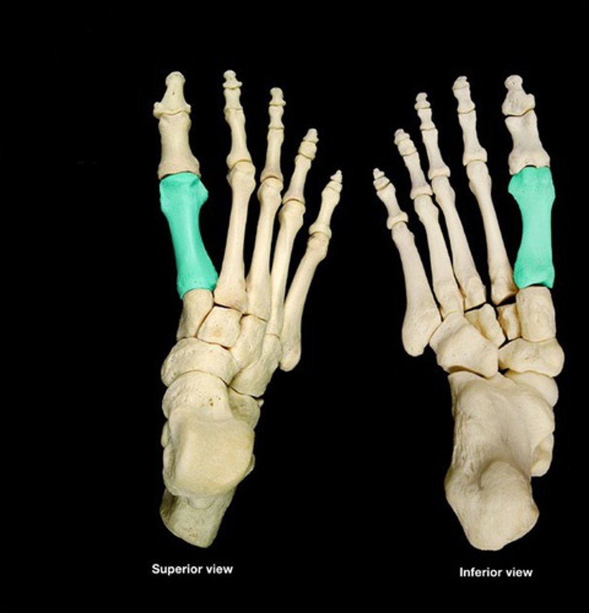 <p>foot - metatarsals</p>
