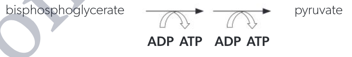 <p>bisphosphoglycerate -(2ADP→2ATP)→ pyruvate</p><ul><li><p>transfer of phosphate groups to ADP occurs twice because bisphosphoglycerate has two phosphates</p></li><li><p>4 ATPs produced per glucose</p></li><li><p>glycose (6C) converted to 2 pyruvate (3C each)</p></li><li><p>2 NAD converted to 2 reduced NAD</p></li><li><p>net yield of 2 ATPs</p></li></ul><p></p>