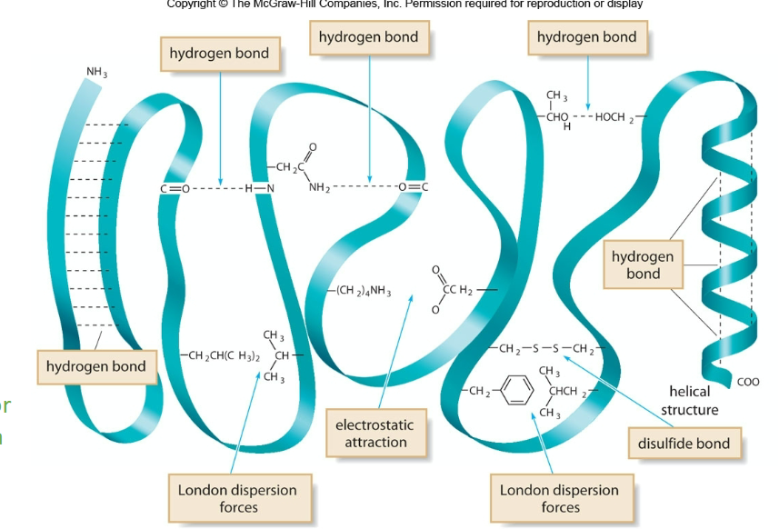 <p>hydrogen bonds, electrostatic attraction, London dispersion forces, disulfide bonds.</p>