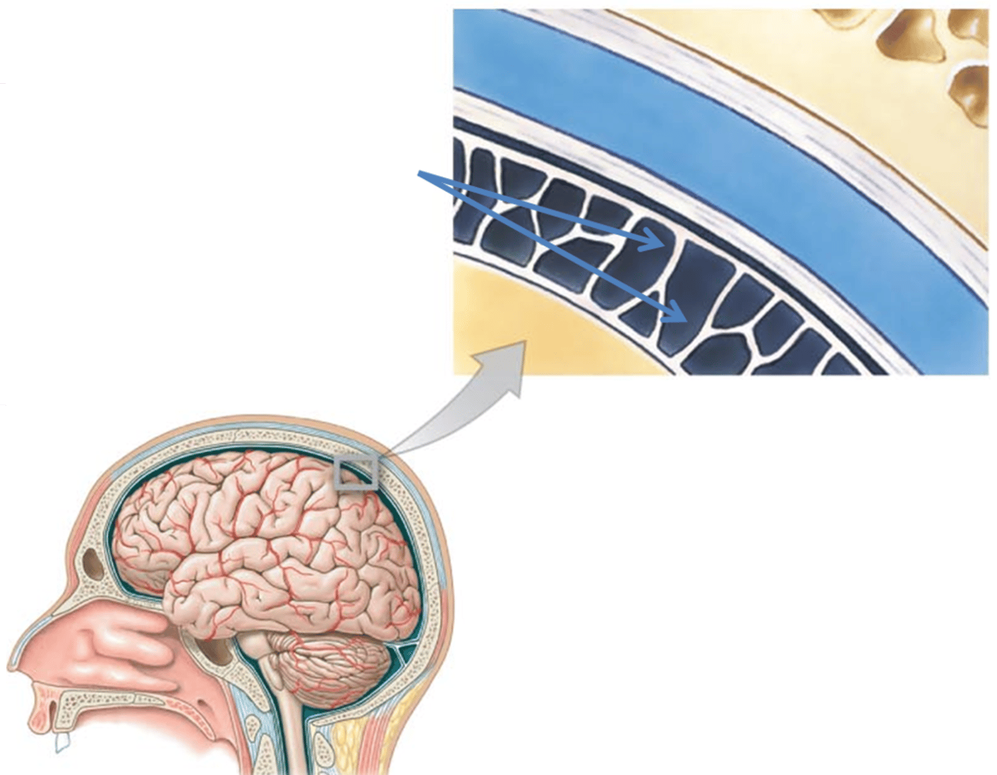 <p>- Spiderweb-like middle layer; subarachnoid space beneath it contains blood vessels and CSF.</p><p>- The middle protective layer shaped like a web holding fluid and blood vessels.</p>
