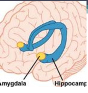 <p>•<span style="background-color: yellow;">The&nbsp;<strong>amygdala&nbsp;</strong>is responsible for the encoding and consolidation of emotional memories. These can be both emplicit and implicit</span></p><p>•<span style="background-color: yellow;"><strong>The amygdala does not permanently store memories</strong></span></p><p>You touch a hot stove → feel fear/pain → the amygdala links that emotion to the memory → you avoid doing it again.</p>