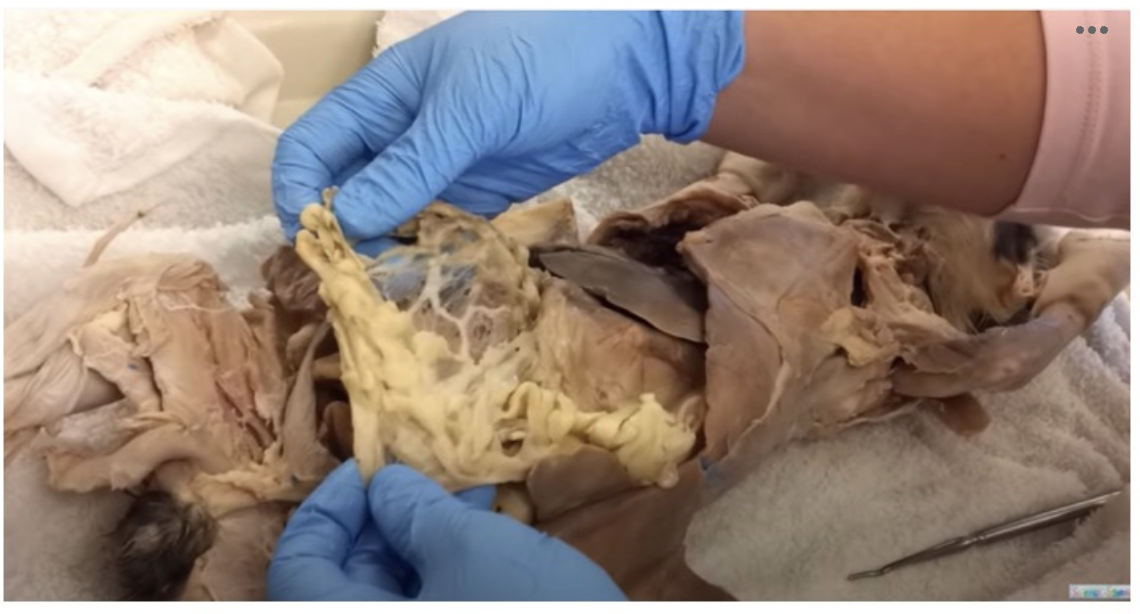 <p>Identify the structure that the professor in the video is currently holding in her hands.</p>