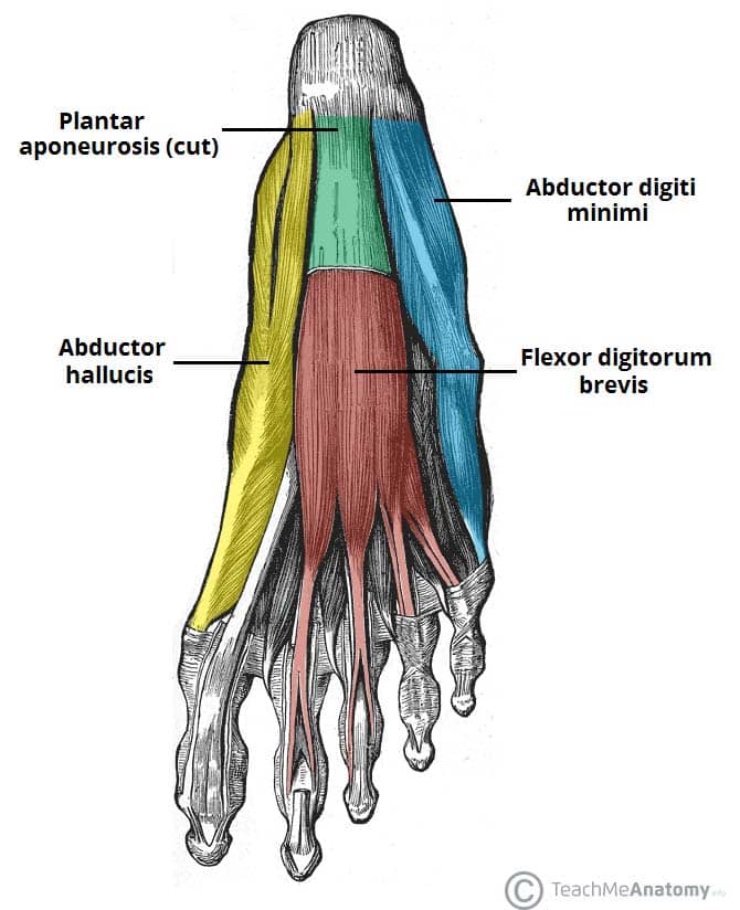 <p>Proximal Attachment (O): Medial tubercle of tuberosity of calcaneus; flexor retinaculum; plantar aponeurosis</p><p>Distal Attachment (I): Medial side of base of proximal phalanx of 1st digit</p><p>Nerve: Medial plantar nerve (L5, S1)</p><p>Action: Abducts and flexes 1st digit (great toe, hallux) at metatarsophalangeal (MTP) and interphalangeal (IP) joints</p>