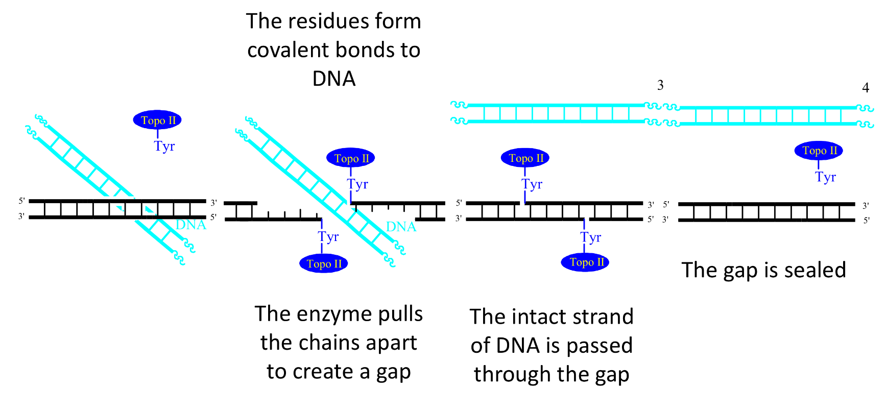 <ul><li><p>the enzyme pulls the chains apart to create a gap </p></li><li><p>the residues form covalent bonds to DNA </p></li><li><p>the intact strand of DNA is passed through the gap </p></li><li><p>the gap is sealed </p></li></ul><p></p>