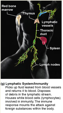 <p><span style="background-color: transparent;"><strong>Lymphatic system/Immunity</strong></span></p>