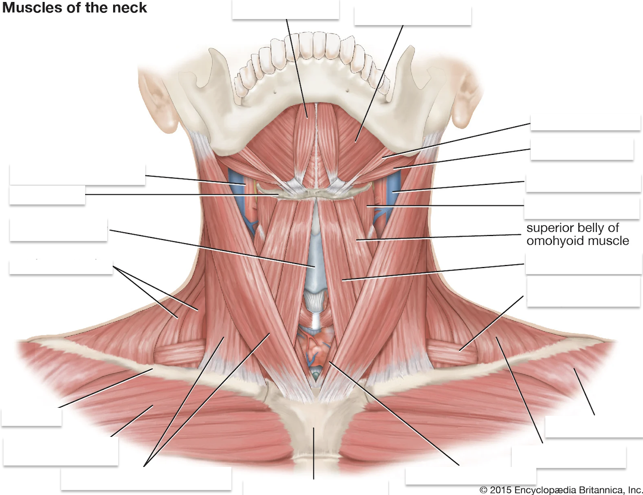 <p>Second out from the center below the hyoid</p>