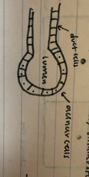<p>clusters of cells like a bunch of grapes. The main stem is like the hepatic duct and the smaller stems are like individual grapes - spherical units of cells, </p>