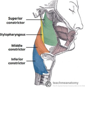 <p>-lower part of the superior constrictor is overlapped by the middle constrictor </p><p>-stylopharyngeis muscle passes between the superior and middle constrictors at the lateral pharyngeal wall</p>