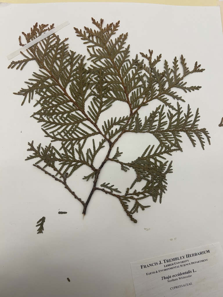 <p>Northern white cedar</p>