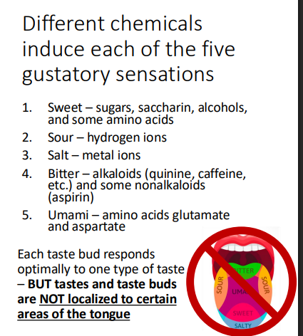 <ul><li><p>flask-shaped</p></li><li><p>all taste buds response to all 5 classes of chemical stimuli </p><ul><li><p>each taste bud responds optimally to one type of taste</p></li></ul></li><li><p>contain 50-100 epithelial cells</p><ul><li><p>gustatory epithelial cells → receptor cells</p><ul><li><p>microvilli (gustatory hairs) project through a taste pore to the surface of the epithelium bathed in saliva </p></li></ul></li><li><p>basal epithelial cells → stem cells that replace the gustatory epithelial cells every 7 days</p></li></ul></li></ul><p></p>