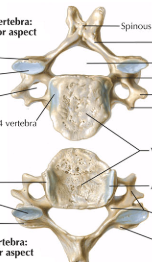 <p>7 total. Contain a transverse foramen for vertebral arteries to travel through up towards the brain; bifid spinous process (except for C7/C1/C2). Coronal plane zygopophysis (articular facet). Increased ability for motion, but this also means an increased liklihood of injury via movement in multiple planes. Contain a larger vertebral foreamen since the spinal cord increases in size (because of brain needs and plexus emerging here which contain control of the hands = fine motor skills and thus large amounts of nerves)</p>