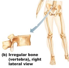 <p>Unusual shape that is typically related to their function. Examples: vertebrae, pelvis</p>