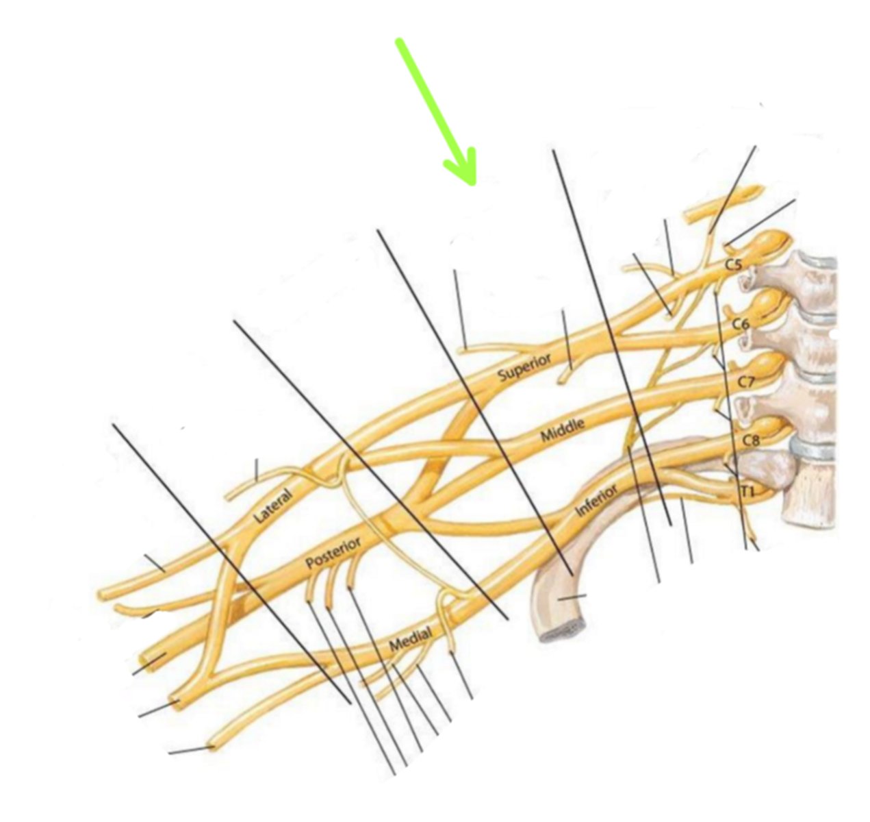 <p>Identify the structure indicated by the arrow</p>