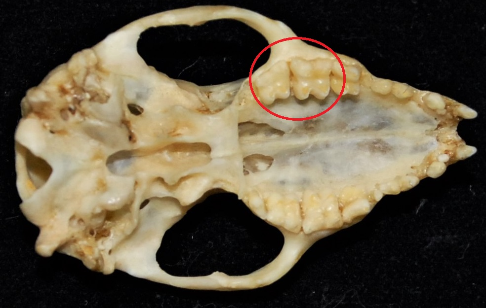 <p>What tooth morphology does this mammal have?</p>