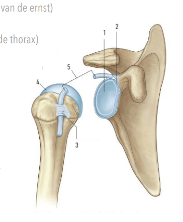 <p>5?</p>