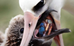 <p>ingests plastic when it skims the ocean with its beak, adults reguritate plastics but chicks are unable to</p>
