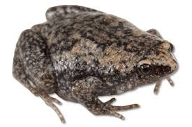 <p><span>very narrow, pointed head and a prominent fold of skin across the back of the head behind the eyes</span></p>