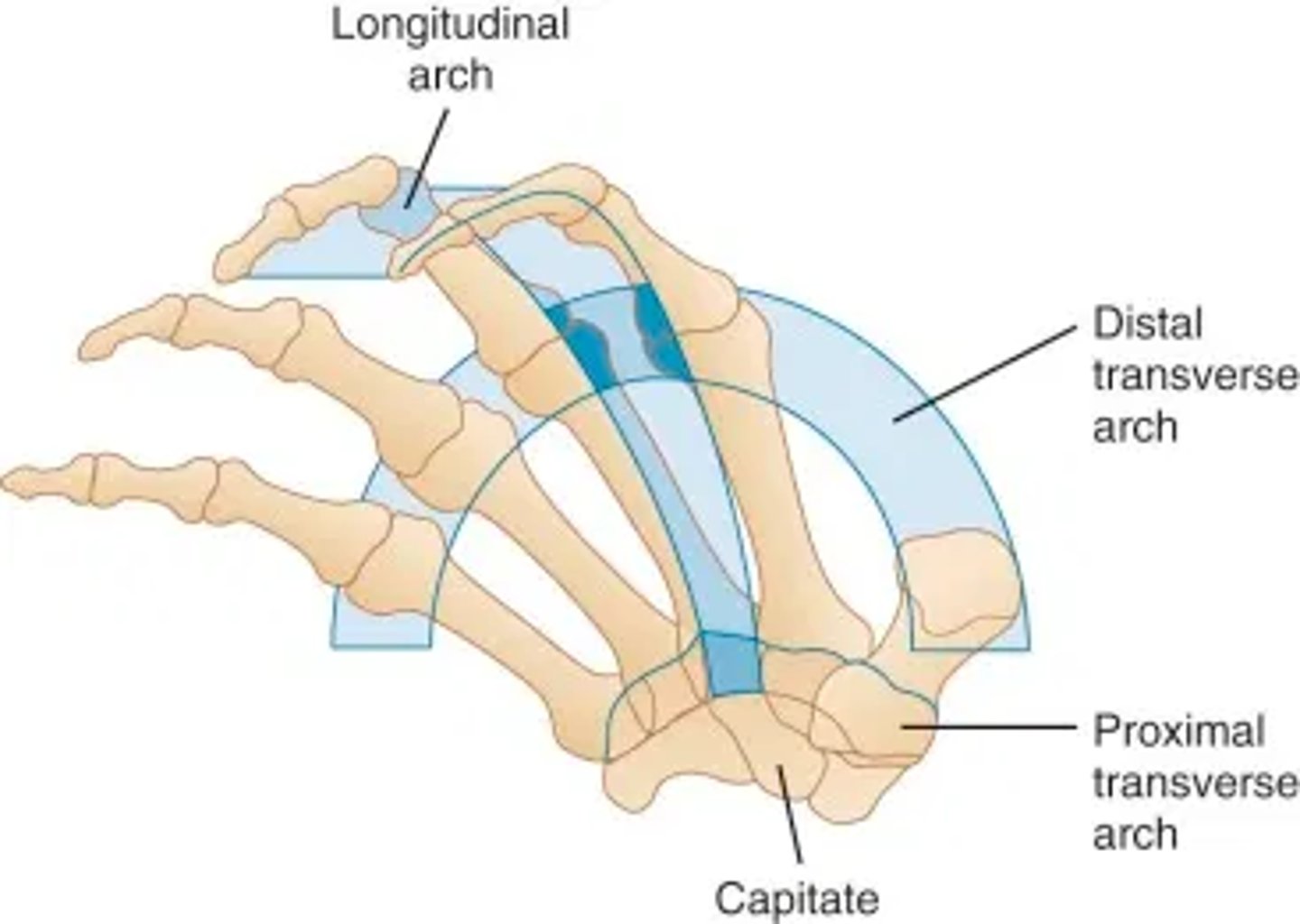 <p>Begins at the wrist &amp; runs the length of the metacarpals &amp; phalanges for each digit</p>