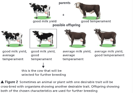 <p>What is the process of selective breeding/artificial selection?</p>
