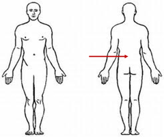 <p>Back area (lower back)</p>