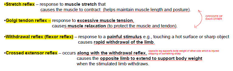 <p>stretch reflex, golgi tendon reflex, withdrawl reflex (flexor reflex), crossed extensor reflex</p>