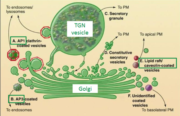 <p>cargo sorting by the trans-golgi network (TGN) - specific coat proteins direct TGN vesicles to targets</p>