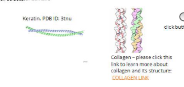 <ul><li><p>structural roles in cells and tissues</p></li><li><p>structure: elongated/filamentous in shape</p></li><li><p>some fibrous proteins are permanent and build to last and not be degraded/modified/regulated (ex. collagen and keratin)</p></li><li><p>some are regulated (ex. actin and tubulin)</p><ul><li><p>actin and tubulin form regulated fibrous but are not fibrous themselves</p></li></ul></li><li><p>EXAMPLES:</p><ul><li><p>colalgen and keratin which both share coiled-coiled structural domain</p></li></ul></li></ul><p></p>