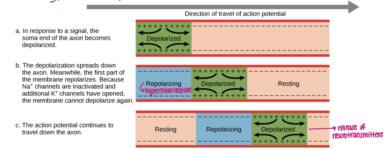 <p>will only open when right amount of voltage is reached</p><p>the Na+ and K+ channels are voltage-gated, the action potential travels down the length of the axon</p>