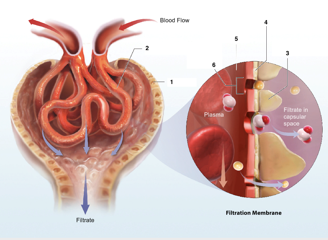 <p>What is number 4?</p>