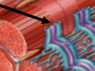 <p>complex of the T-tubule flanked by two terminal cisterns</p>