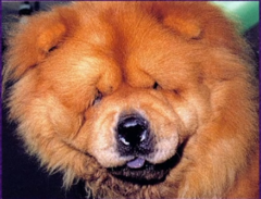 <p>*What conformational abnormality of the eyelid is shown in this dog?</p>