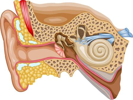 <ul><li><p>Tríada fluctuant de <strong>Vértigen (hores) + Tinnitus + Hipoacúsia Neurosensorial</strong> + plenitud òtica. </p></li><li><p>Es deu a l'augment d'endolinfa (<em>hydrops</em>). </p></li><li><p><strong>Crisi: </strong>Repòs i Diazepam. </p></li></ul><p></p>
