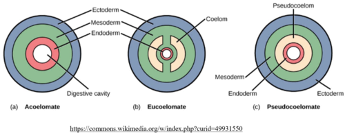 <p>acoelomates</p>