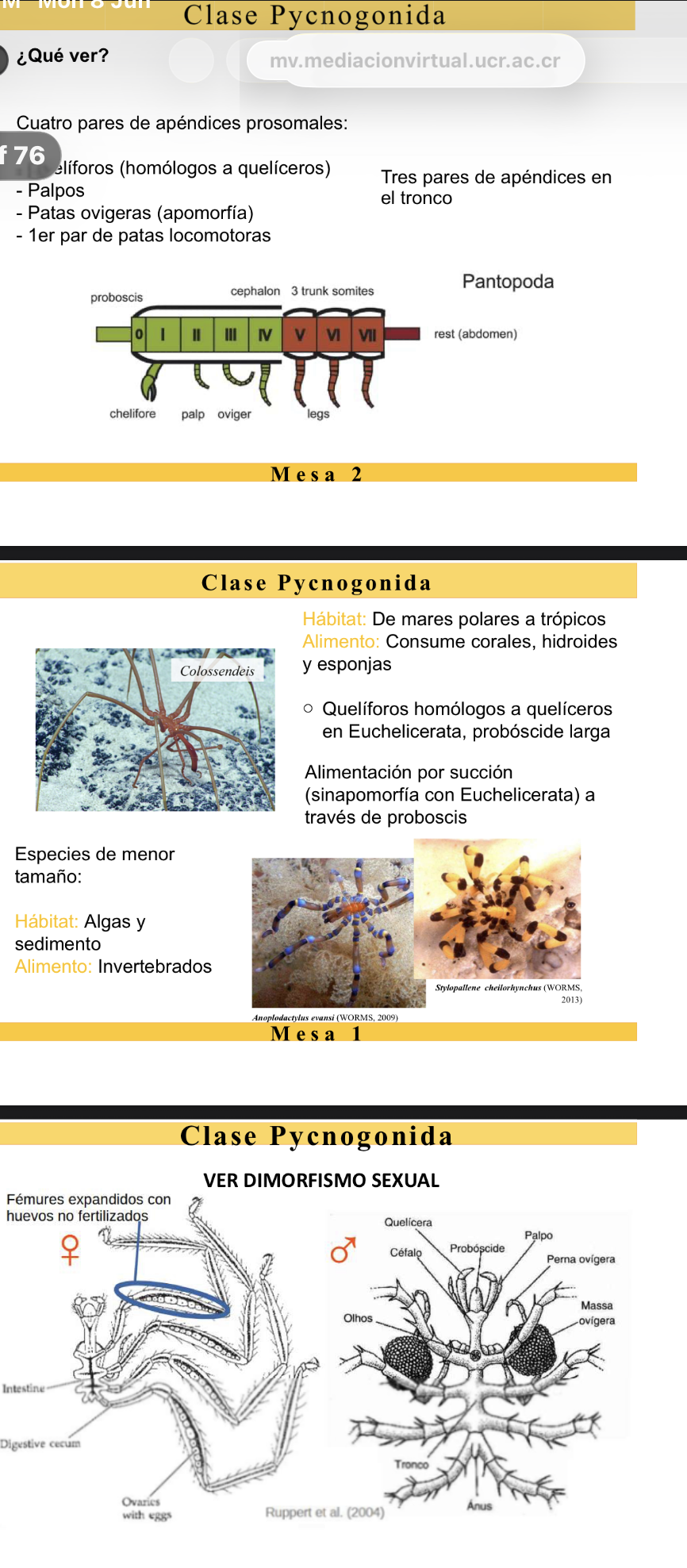 <p>FILO Arthropoda</p><p>SUBFILO Chelicerata</p><p>CLASE Pycnogonida</p><p>HÁBITAT Mares polares a trópicos (en algas y sedimentos)</p><p>ALIMENTOS Corales, hidroides y esponjas (invertebrados).</p><p>CARACTERÍSTICAS</p><p>Especies de menor tamaño.</p><p>Probóscide larga (alimentación por succión). Y tubérculo ocular.</p><p>4 pares de apéndices prosomales (quelíforos, palpos, patas ovígeras-apomorfía, 1er par de patas locomotoras).</p><p>3 pares de apéndices en el opistosoma.</p><p>Dimorfismo sexual (hembras con fémures expandidos con huevos no fertilizados y machos con bolsas de huevos).</p>