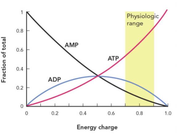 <p>by regulating metabolic flux through anabolic and catabolic pathways </p><p>when EC is near 0.7 = ATP levels are now &amp; ADP levels are near max </p><p>when EC is at 0.9 = ATP levels are near max &amp; AMP levels are very low</p><p>M2T1</p>